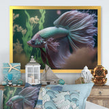 Magnificent Bettafish In Shades Of Blue And Purple V