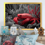 Red Deepsea Crab In Red And Black II