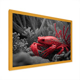 Red Deepsea Crab In Red And Black II