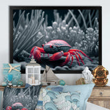 Red Deepsea Crab In Red And Black III