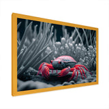 Red Deepsea Crab In Red And Black III