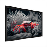 Red Crab In Shades Of Black And Blue II