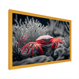 Red Crab In Shades Of Black And Blue II