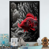 Black And Red Tropical Fish VII