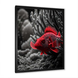 Black And Red Tropical Fish VII