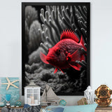 Black And Red Tropical Fish IX