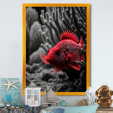 Black And Red Tropical Fish IX