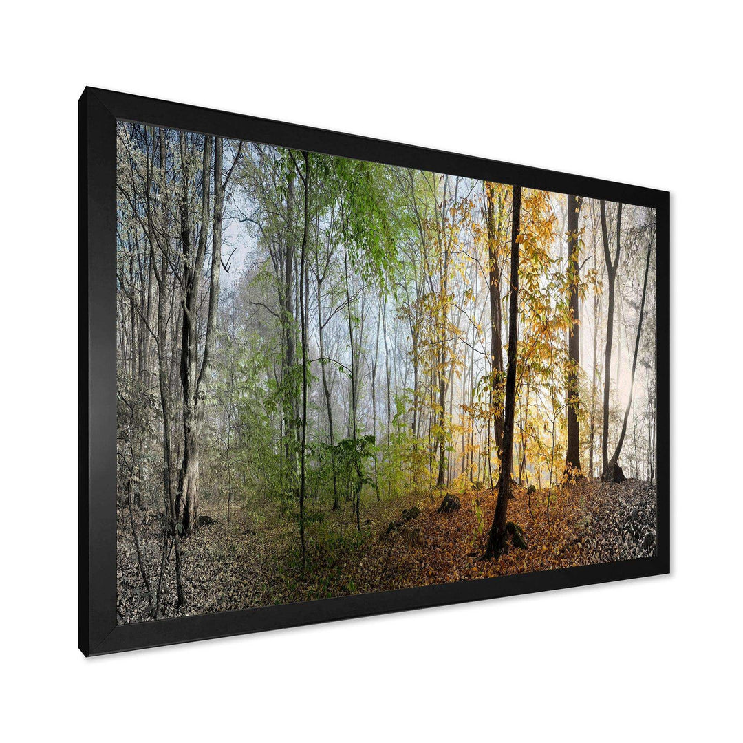 Morning Forest Panoramic View