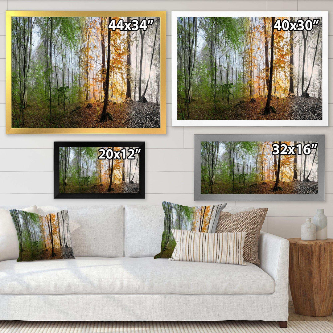 Morning Forest Panorama
