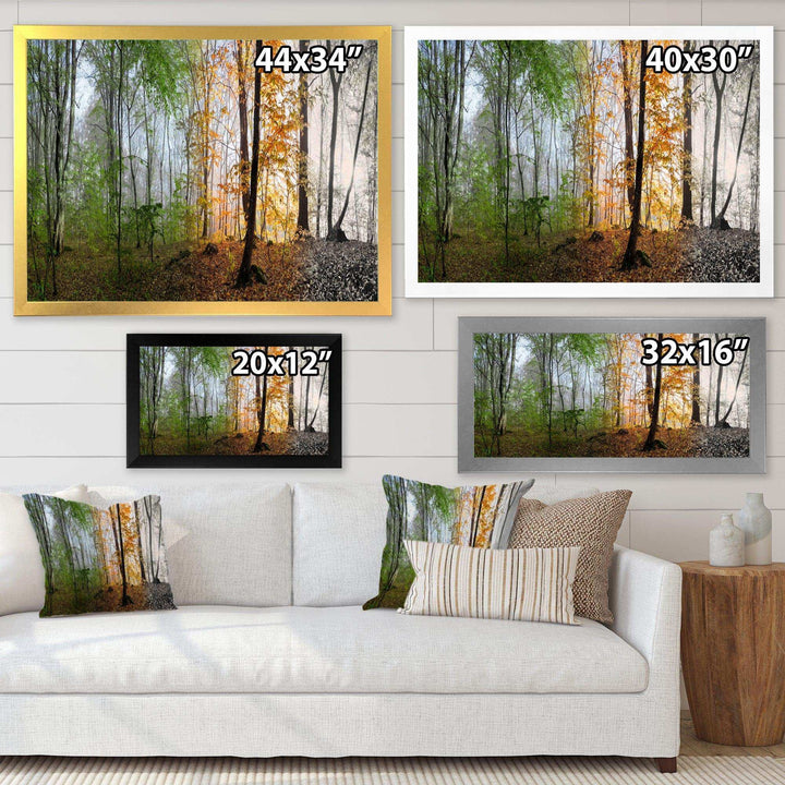Morning Forest Panorama