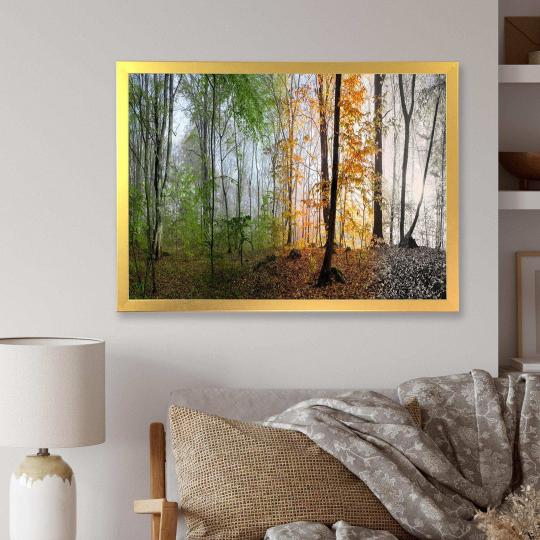 Morning Forest Panorama