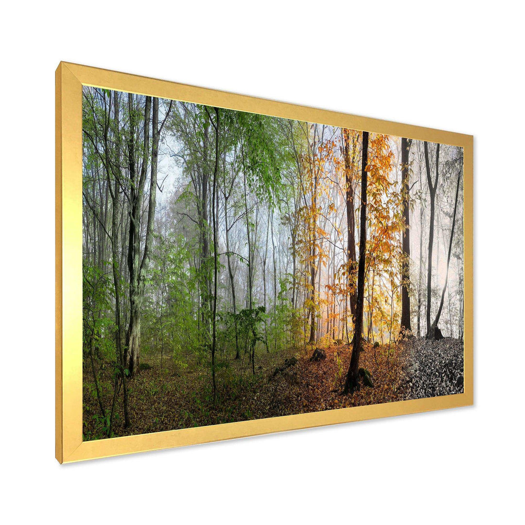 Morning Forest Panorama