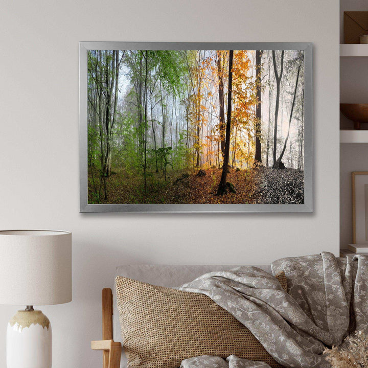 Morning Forest Panorama