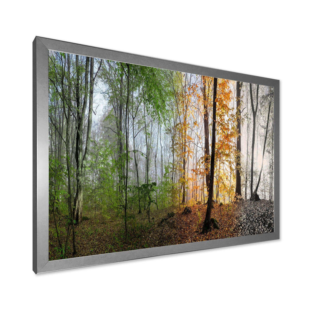 Morning Forest Panorama