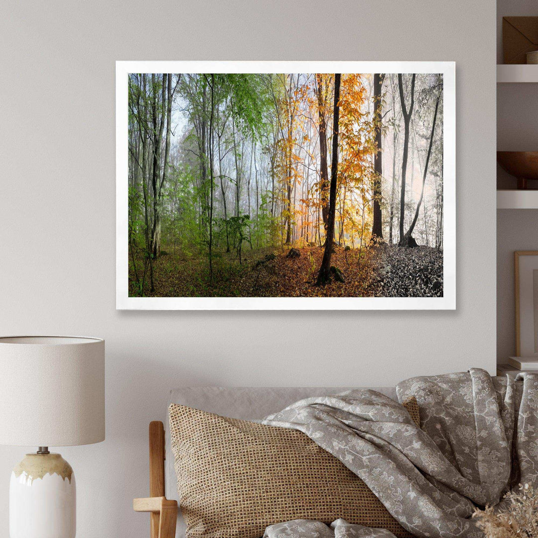 Morning Forest Panorama