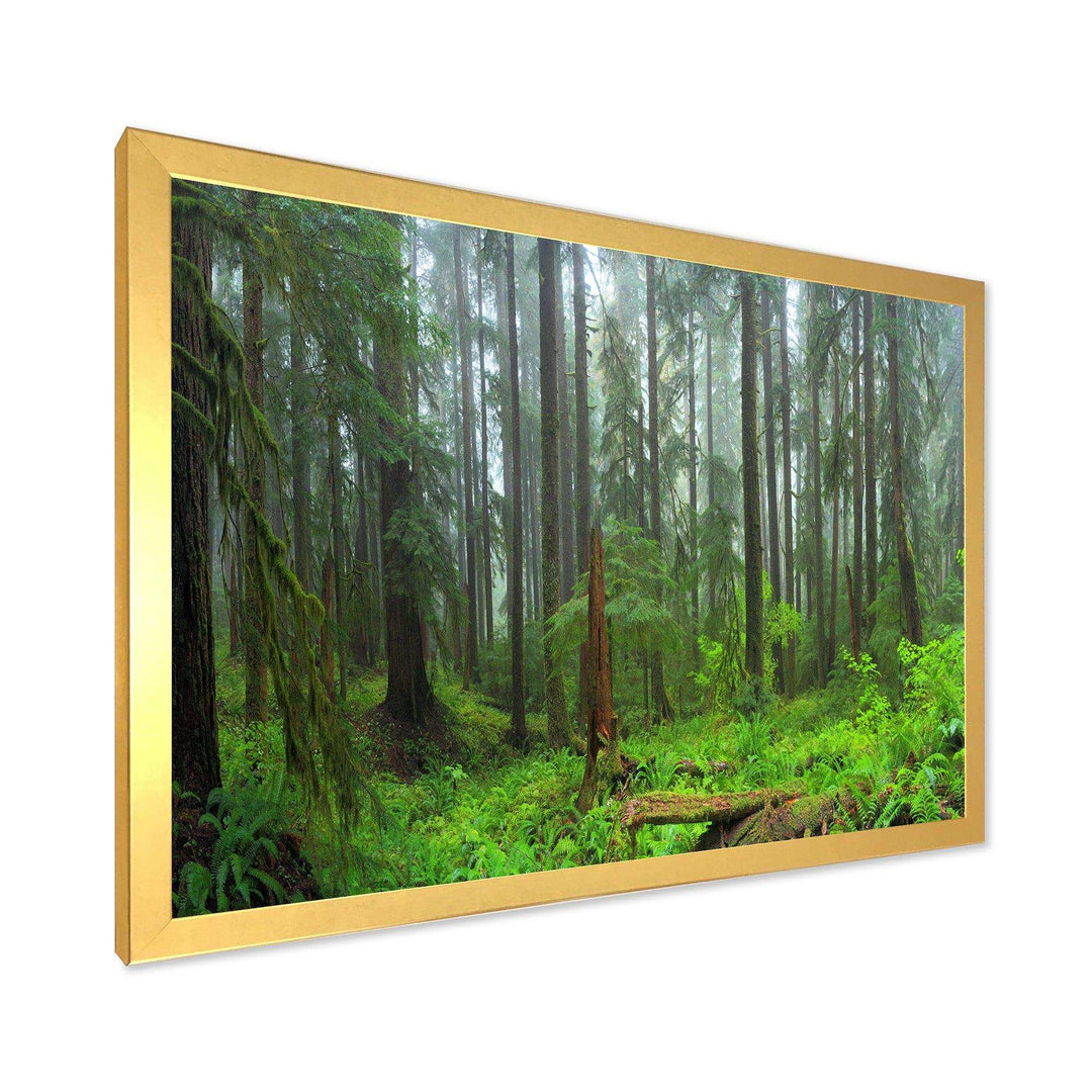 Hoh Rain Forest