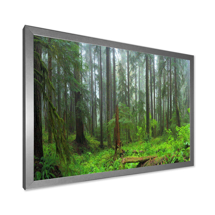 Hoh Rain Forest