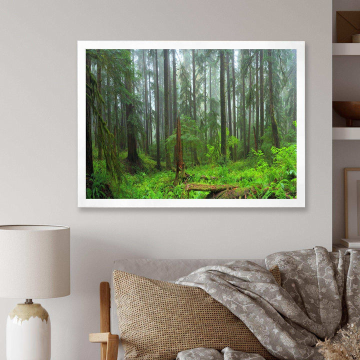Hoh Rain Forest
