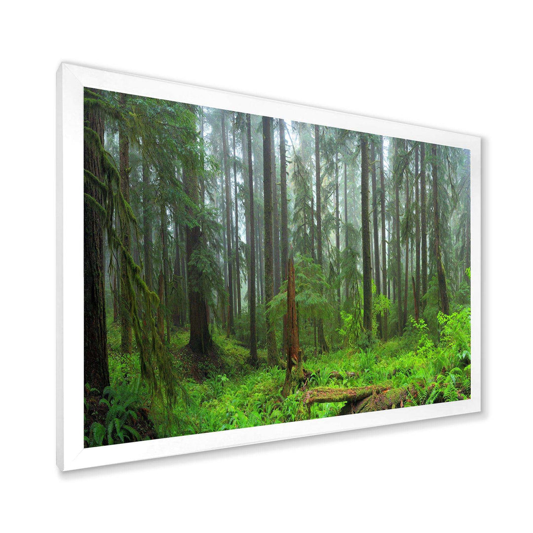 Hoh Rain Forest