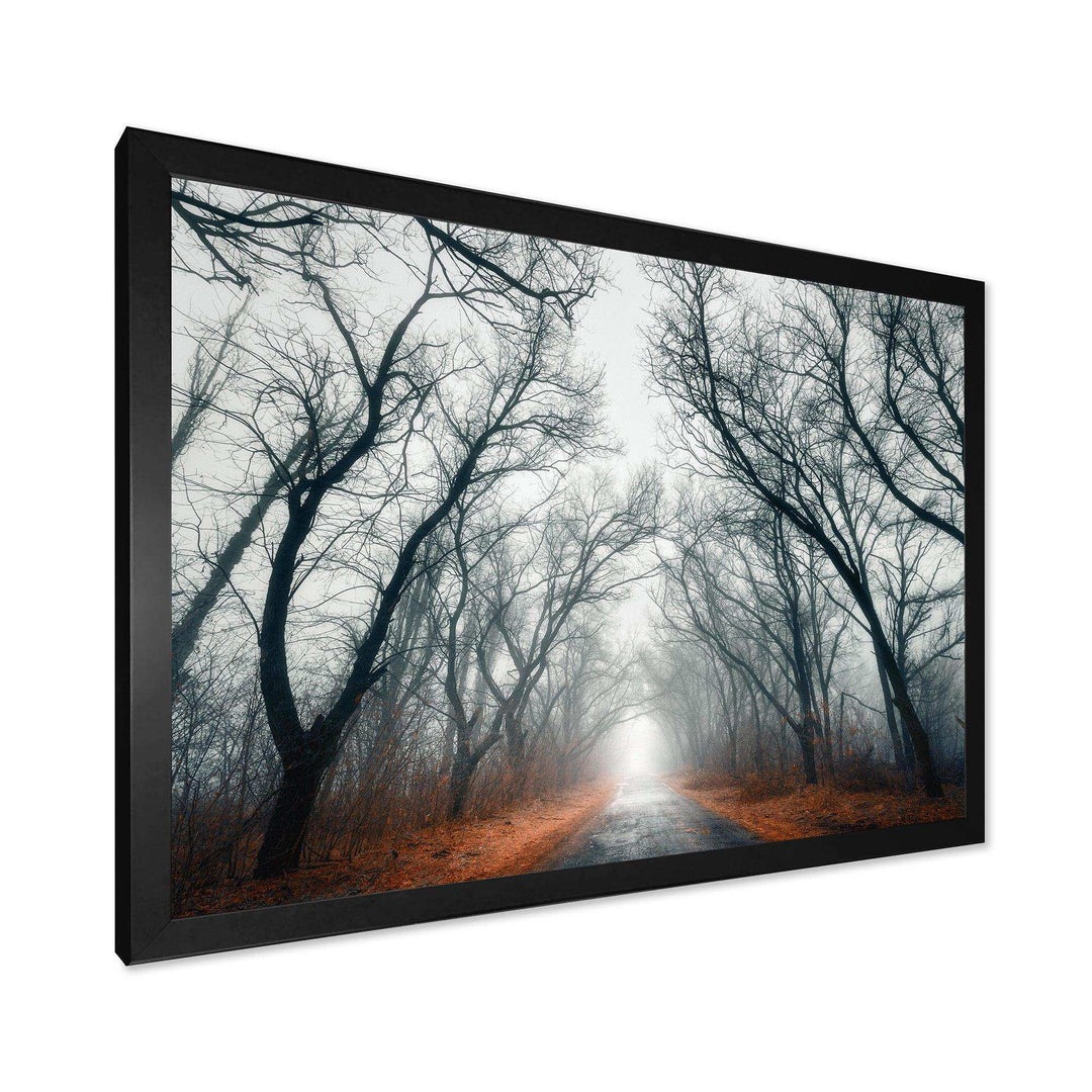 Mystic Road in Forest