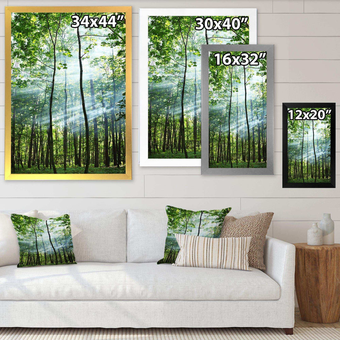 Green Sunny Forest