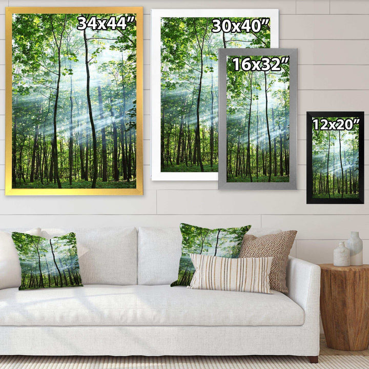 Green Sunny Forest