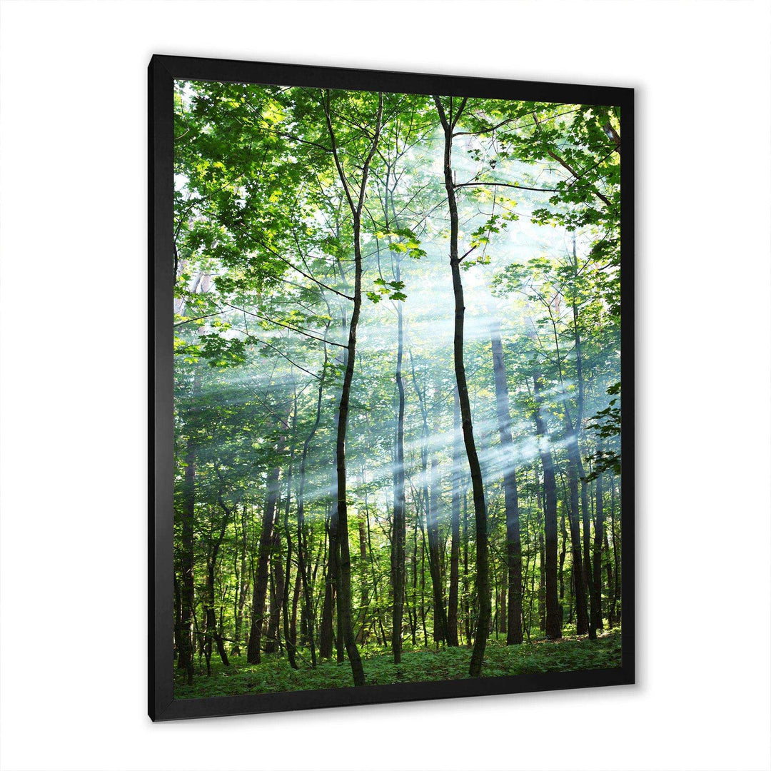 Green Sunny Forest