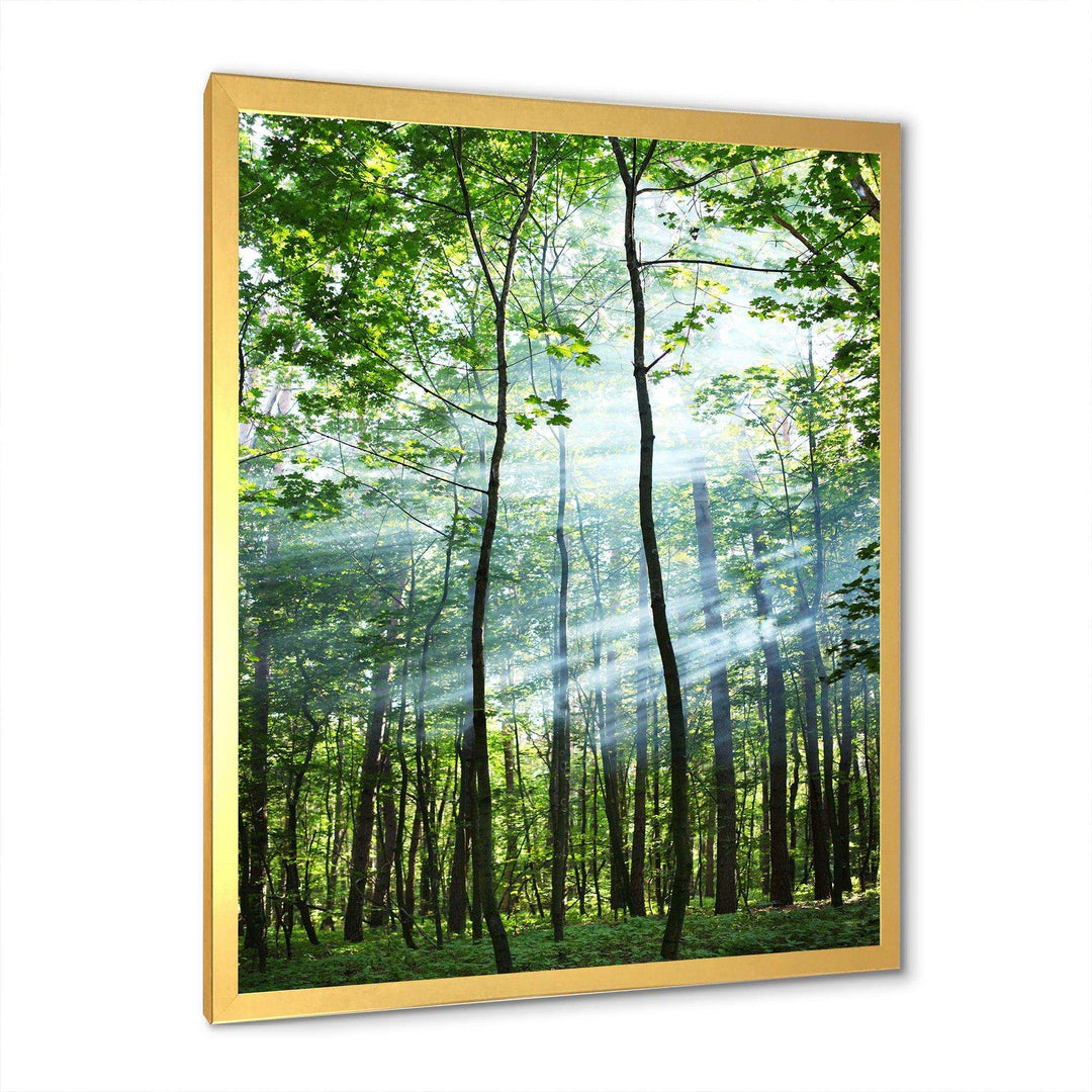 Green Sunny Forest