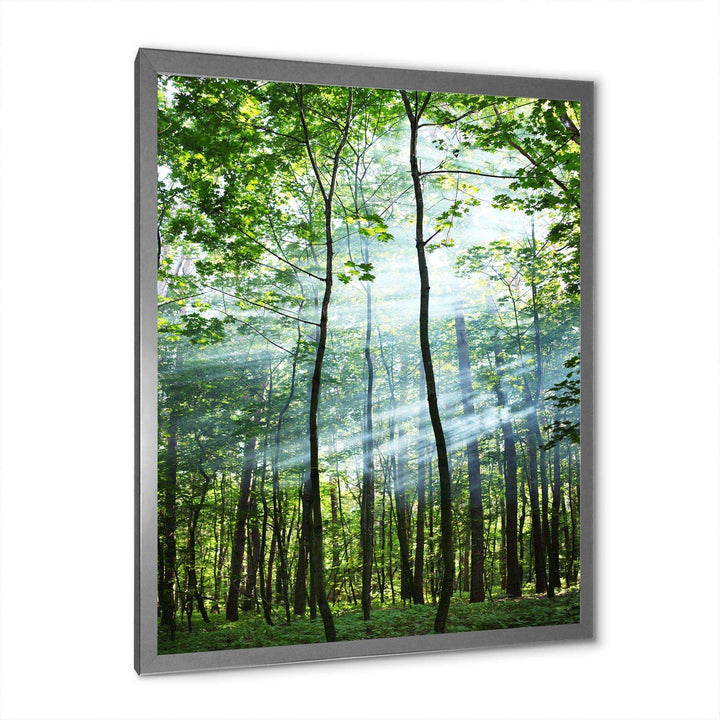 Green Sunny Forest