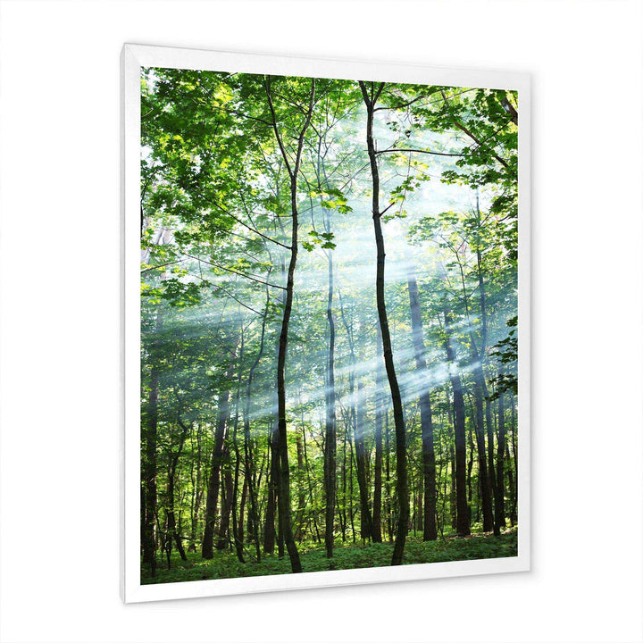 Green Sunny Forest