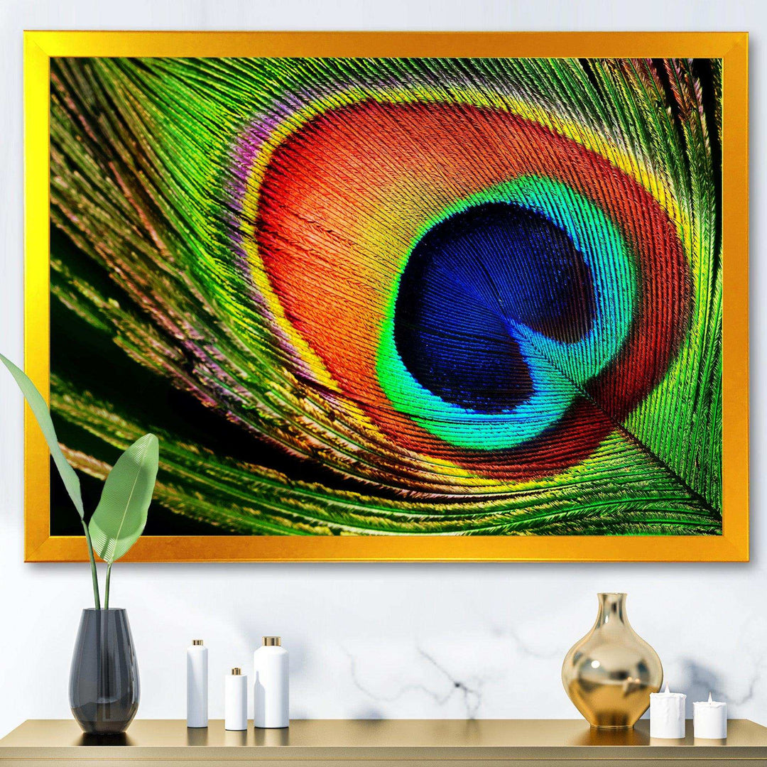 Peacock Feather