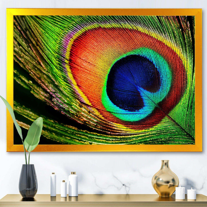 Peacock Feather