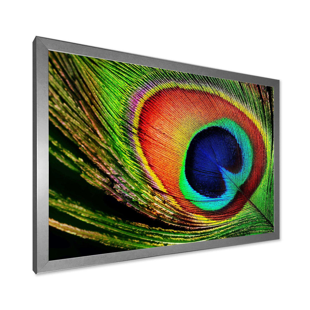 Peacock Feather