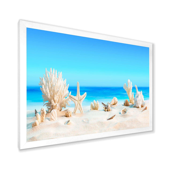 Seashells on Tropical Beach