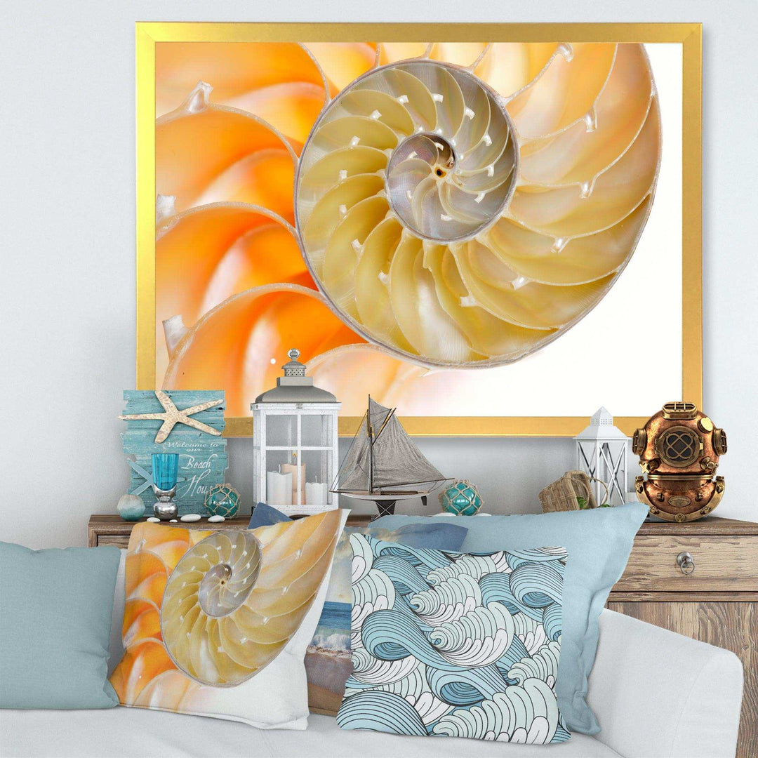 Isolated Nautilus Shell - Nautical &amp; Coastal Bedroom Wall Art