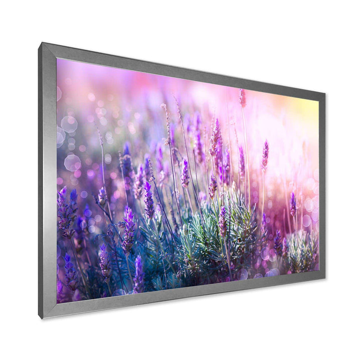 Growing and Blooming Lavender