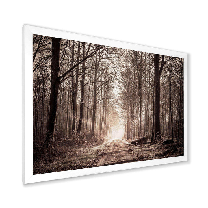 Forest Trail in Sepia