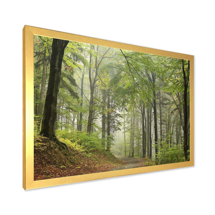 Green Beach Forest Pathway