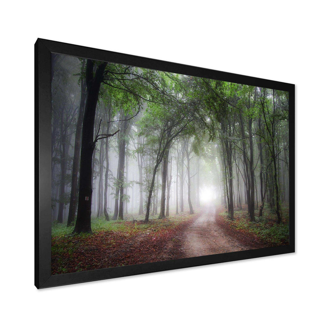 Light Through Green Fall Forest