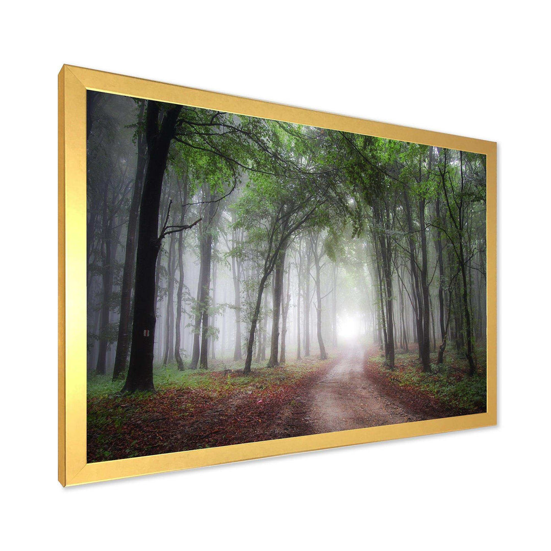 Light Through Green Fall Forest