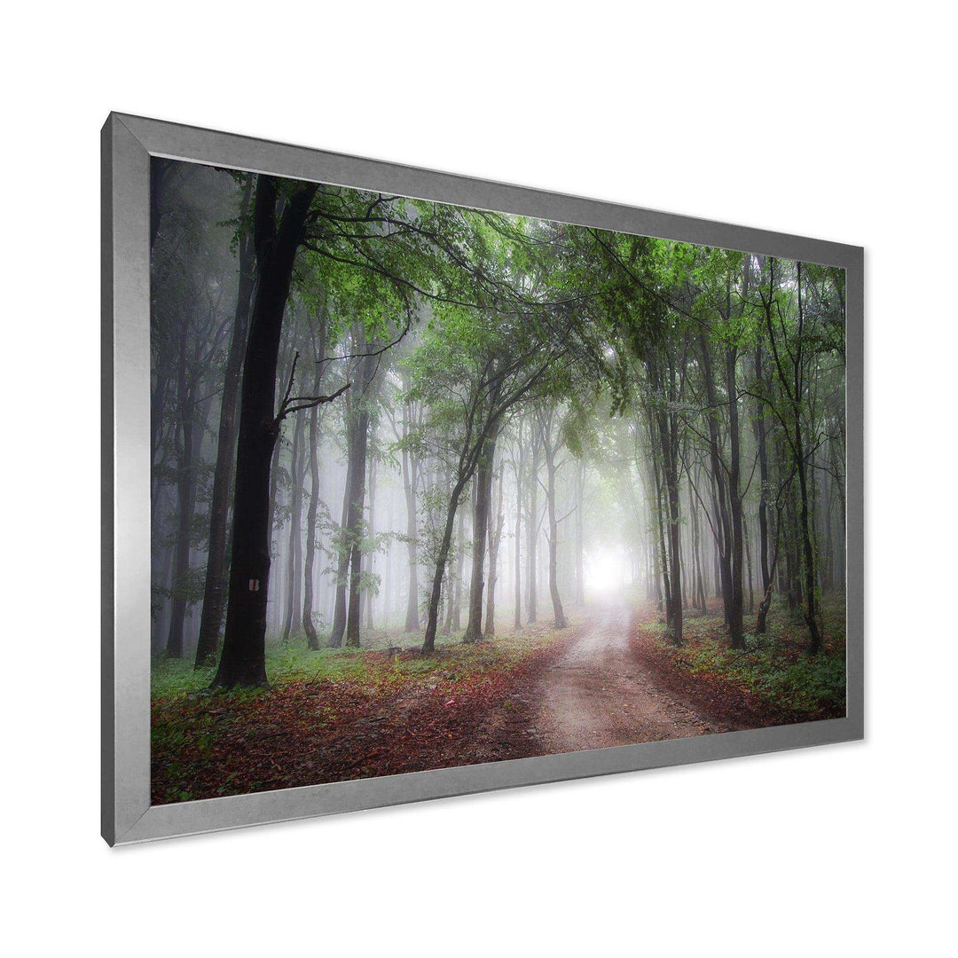 Light Through Green Fall Forest