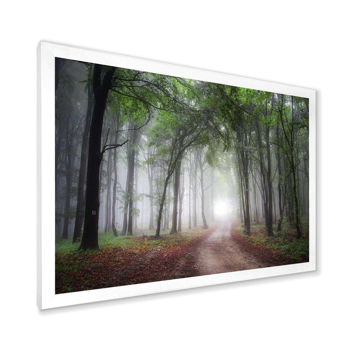 Light Through Green Fall Forest