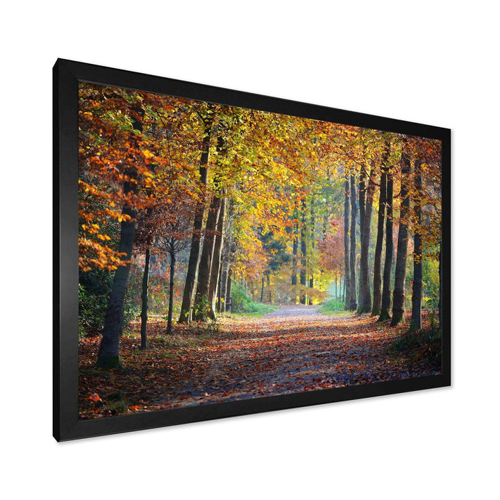 Wide Pathway in Yellow Fall Forest