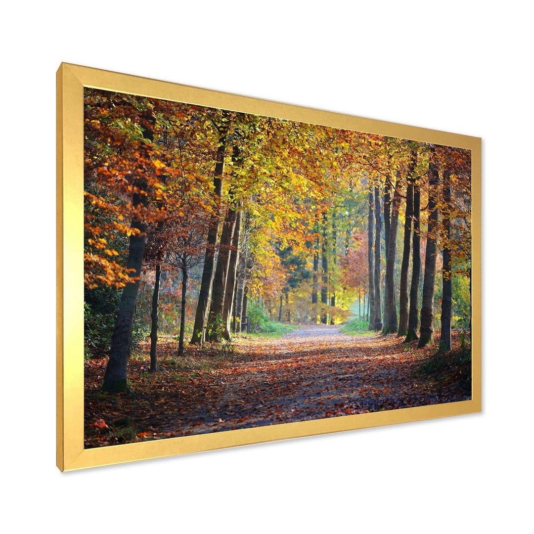 Wide Pathway in Yellow Fall Forest