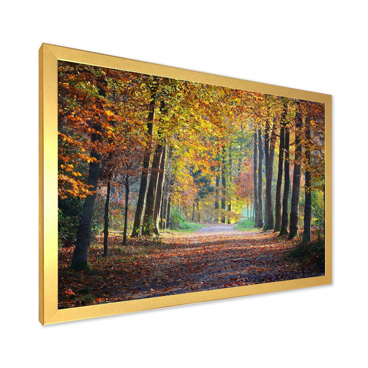 Wide Pathway in Yellow Fall Forest
