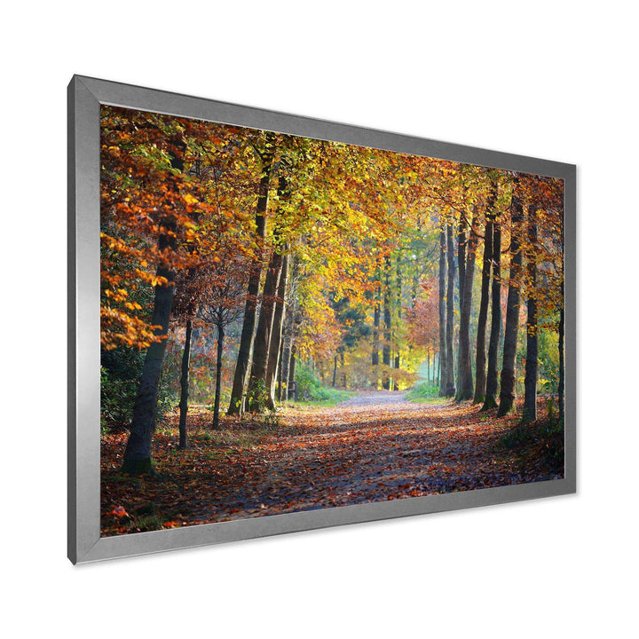 Wide Pathway in Yellow Fall Forest