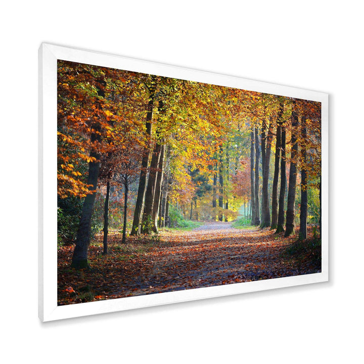 Wide Pathway in Yellow Fall Forest