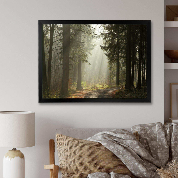 Dark Green Forest with Sun Rays