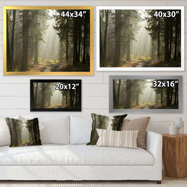 Dark Green Forest with Sun Rays