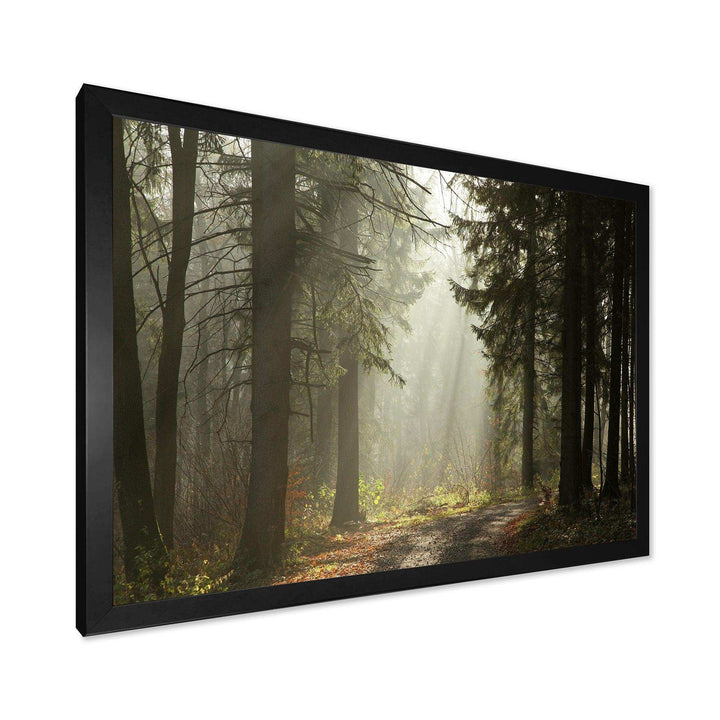 Dark Green Forest with Sun Rays
